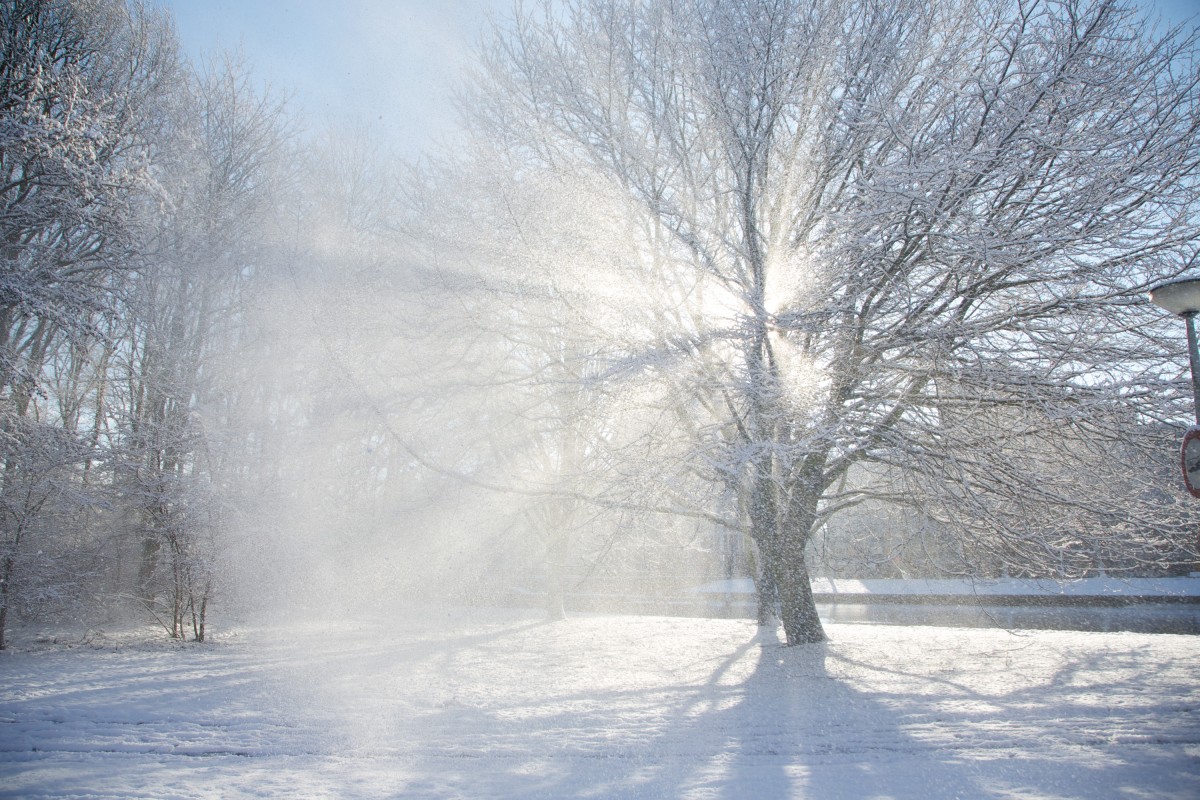 Sun shinning through trees on to snow
