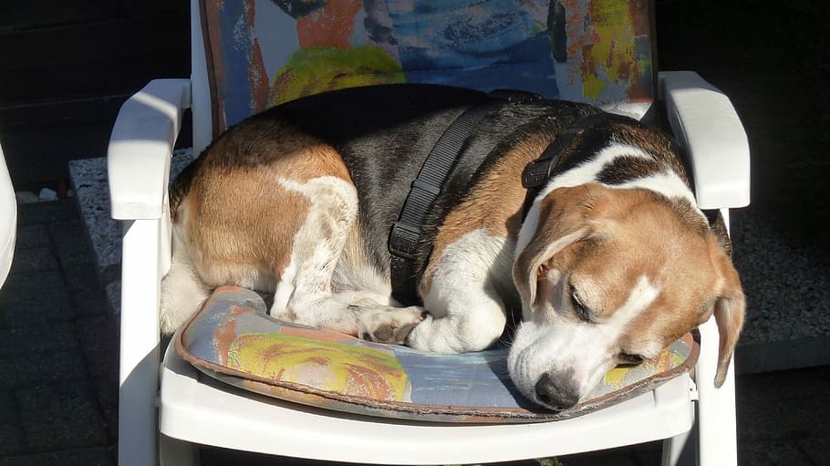 Beagle sleeping in the sun on a chair