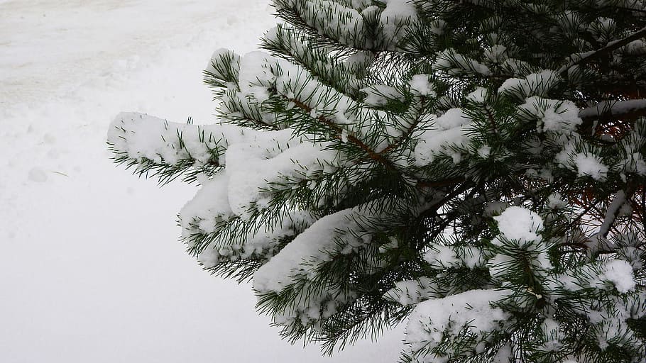 Snow on a spruce branch