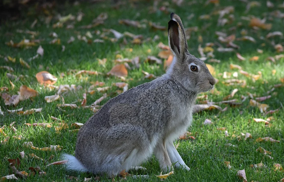 Rabbit