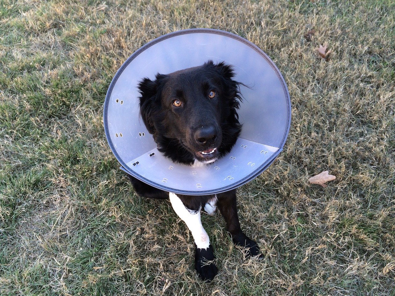 Black dog wearing cone